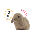 ダックンとゴロ兵衛（個別スタンプ：2）