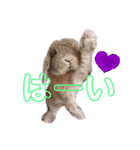 ダックンとゴロ兵衛（個別スタンプ：6）