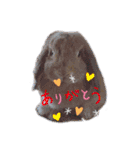 ダックンとゴロ兵衛（個別スタンプ：16）