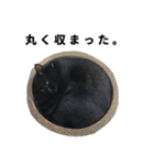 黒猫ちゃんスタンプ改（個別スタンプ：1）
