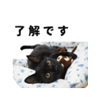 黒猫ちゃんスタンプ改（個別スタンプ：2）