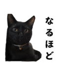 黒猫ちゃんスタンプ改（個別スタンプ：3）