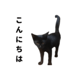 黒猫ちゃんスタンプ改（個別スタンプ：4）