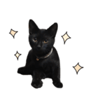 黒猫ちゃんスタンプ改（個別スタンプ：5）