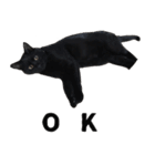 黒猫ちゃんスタンプ改（個別スタンプ：6）