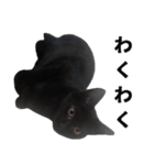 黒猫ちゃんスタンプ改（個別スタンプ：10）
