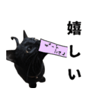 黒猫ちゃんスタンプ改（個別スタンプ：11）