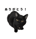 黒猫ちゃんスタンプ改（個別スタンプ：12）