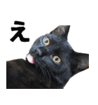 黒猫ちゃんスタンプ改（個別スタンプ：15）