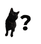 黒猫ちゃんスタンプ改（個別スタンプ：16）