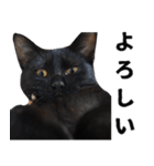 黒猫ちゃんスタンプ改（個別スタンプ：17）