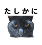 黒猫ちゃんスタンプ改（個別スタンプ：19）