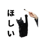 黒猫ちゃんスタンプ改（個別スタンプ：20）