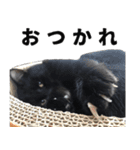 黒猫ちゃんスタンプ改（個別スタンプ：21）