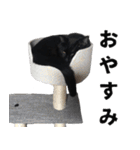 黒猫ちゃんスタンプ改（個別スタンプ：22）