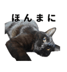 黒猫ちゃんスタンプ改（個別スタンプ：24）