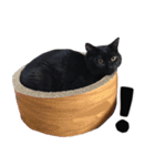 黒猫ちゃんスタンプ改（個別スタンプ：25）