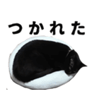 黒猫ちゃんスタンプ改（個別スタンプ：27）
