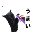 黒猫ちゃんスタンプ改（個別スタンプ：29）