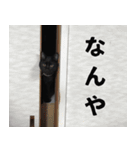 黒猫ちゃんスタンプ改（個別スタンプ：30）