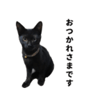 黒猫ちゃんスタンプ改（個別スタンプ：32）