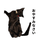 黒猫ちゃんスタンプ改（個別スタンプ：33）