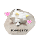 クーと一緒（個別スタンプ：1）