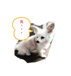 クーと一緒（個別スタンプ：2）