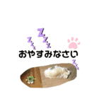 クーと一緒（個別スタンプ：3）