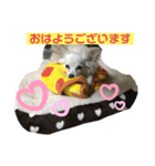 クーと一緒（個別スタンプ：6）