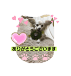 クーと一緒（個別スタンプ：7）