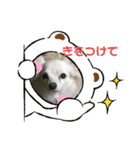 クーと一緒（個別スタンプ：8）