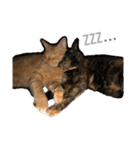 小梅のねこ（個別スタンプ：2）