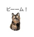 小梅のねこ（個別スタンプ：3）