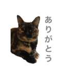 小梅のねこ（個別スタンプ：7）