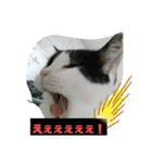 猫のプッチとみかん6（個別スタンプ：3）