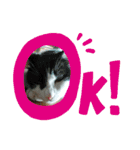 猫のプッチとみかん6（個別スタンプ：10）