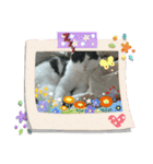 猫のプッチとみかん6（個別スタンプ：12）