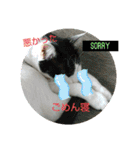 猫のプッチとみかん6（個別スタンプ：14）