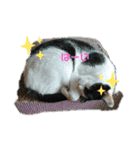 猫のプッチとみかん6（個別スタンプ：15）