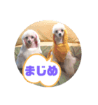 メレンゲの仲間たちno.2（個別スタンプ：6）