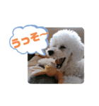 メレンゲの仲間たちno.2（個別スタンプ：15）