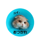 ぬけさくの日常 4（個別スタンプ：6）