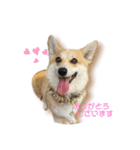 くるゆずスタンプ（個別スタンプ：1）