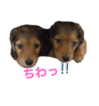 ぱちまま一家（個別スタンプ：5）