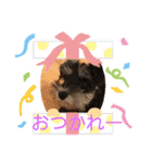 ドナシュタ(ドーナッツ)（個別スタンプ：6）