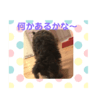 ドナシュタ(ドーナッツ)（個別スタンプ：7）