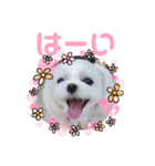チワマル☆ジュエラちゃんのスタンプ（個別スタンプ：4）