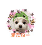 チワマル☆ジュエラちゃんのスタンプ（個別スタンプ：8）
