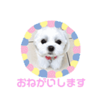 チワマル☆ジュエラちゃんのスタンプ（個別スタンプ：12）